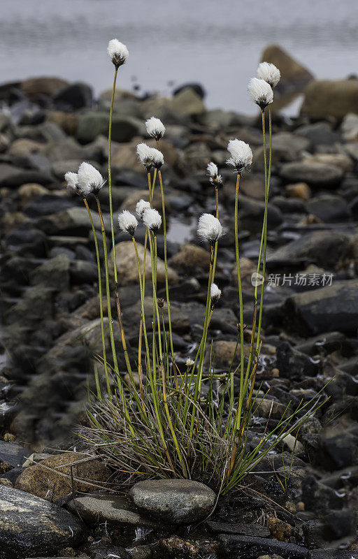 牛尾草(Eriophorum scheuchzeri)是莎草科的一种开花植物，俗称牛尾草(Scheuchzer’s cottongrass)、北极棉草(arctic cottongrass)和白棉草(white cottongrass)。州,阿拉斯加。莎草科。
